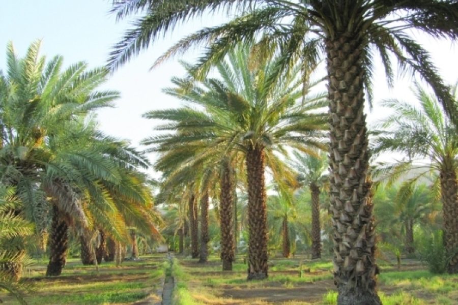 مسار العالية (4 ساعات ونصف)