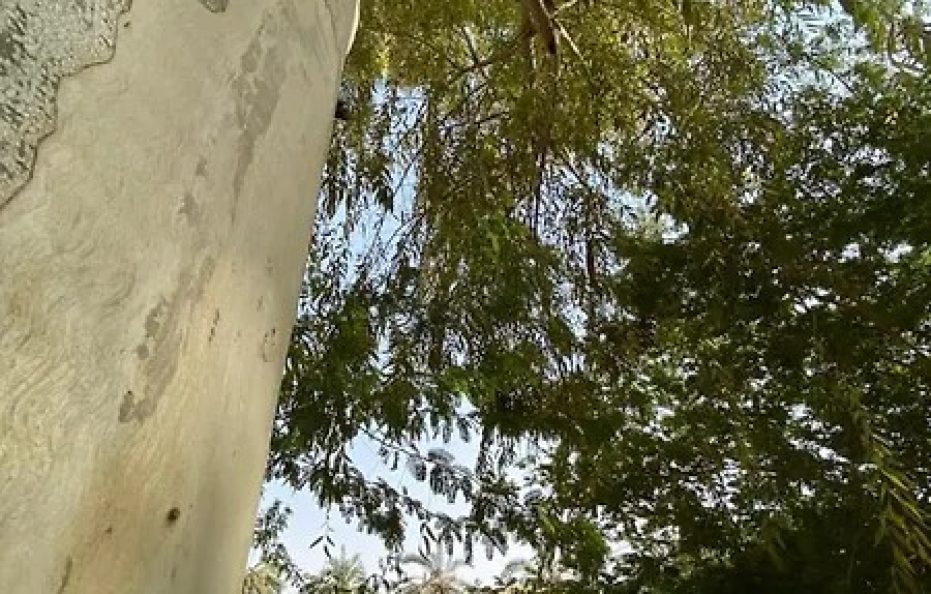 جلامبينغ الرياض